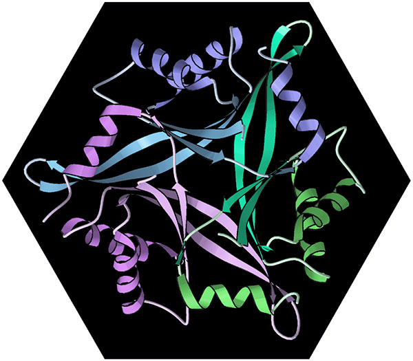 Computer ribbon diagram of the intertwined trimer of human CUTA protein